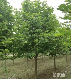5公分玉兰