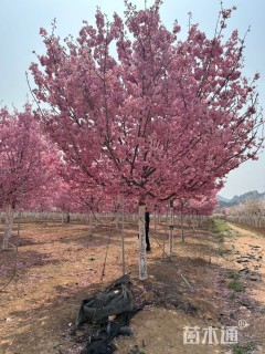 高度600厘米阳光樱