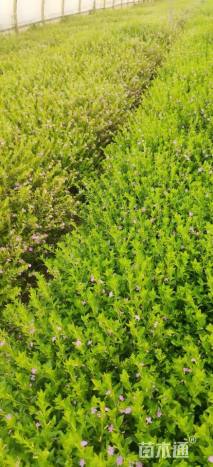 高度20厘米满天星