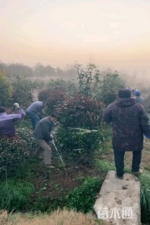 高度200厘米红叶石楠柱