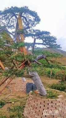 原生苗造型罗汉松