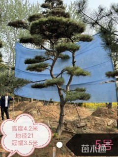 高度420厘米油松