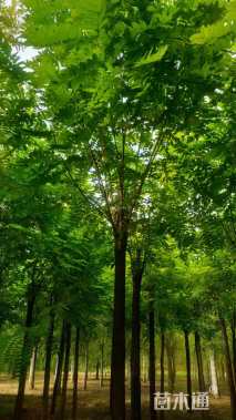 12公分嫁接香花槐