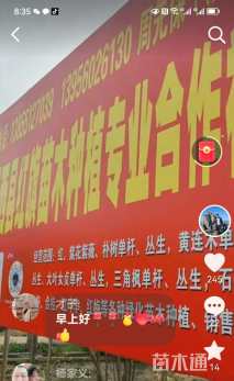 20公分红叶石楠