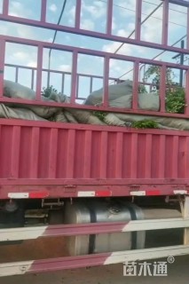 高度40厘米细叶芒