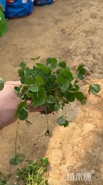 高度30厘米红花酢浆草