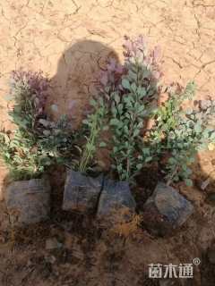 高度25厘米红叶小檗