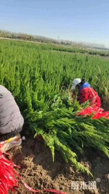 高度150厘米龙柏