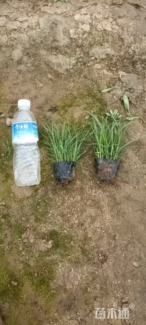 高度15厘米青绿苔草