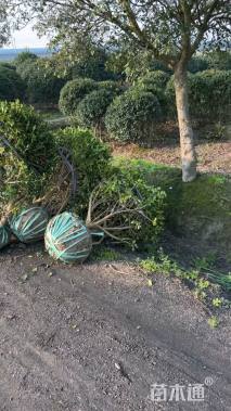 冠幅100厘米无刺枸骨球