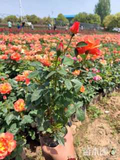 高度30厘米月季