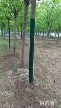 10公分国槐
