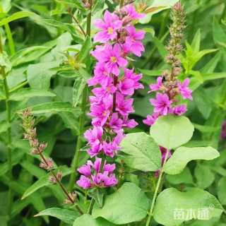 高度65厘米千屈菜