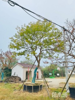 25公分乌桕