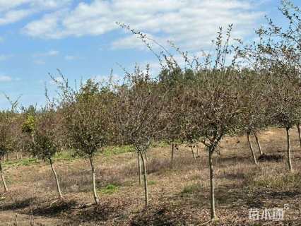 10公分垂丝海棠