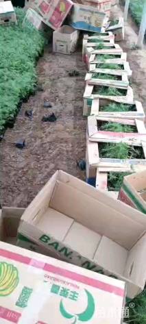 高度15厘米波斯菊