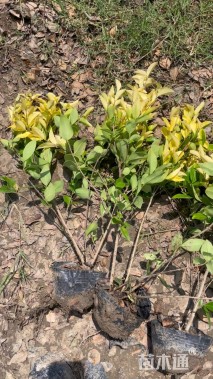 高度50厘米金森女贞