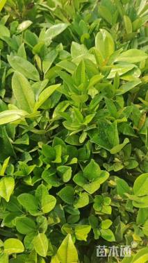 高度50厘米樱桃小苗