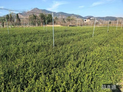 高度30厘米龟甲冬青