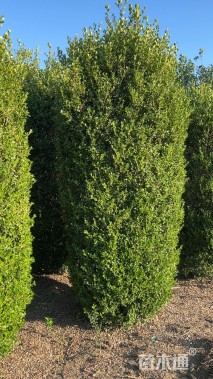高度250厘米小叶黄杨