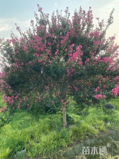 15公分毛萼紫薇