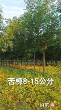 12公分苦楝