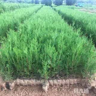 高度80厘米侧柏