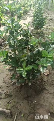 高度50厘米大叶黄杨