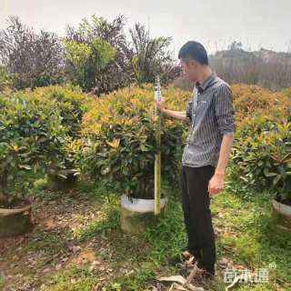 冠幅50厘米红叶石楠球