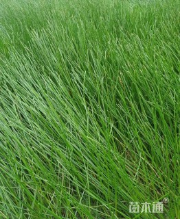高度66厘米荸荠
