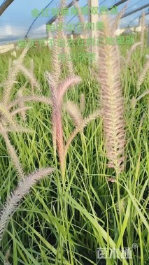 高度60厘米金红羽狼尾草