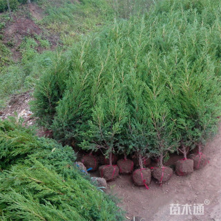 高度35厘米铺地柏