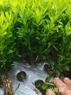 高度30厘米瓜子黄杨
