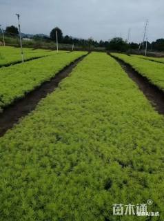 高度30厘米佛甲草