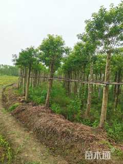 16公分红果冬青