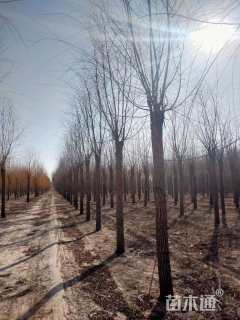 10公分嫁接垂柳