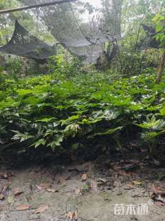 高度40厘米八角金盘