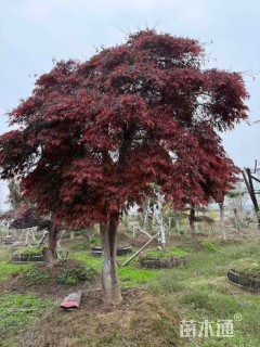 高度300厘米羽毛枫