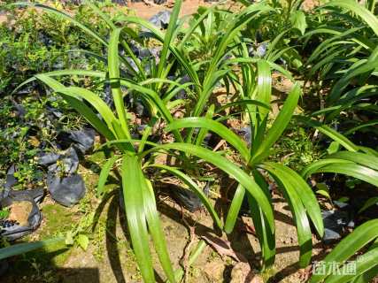 高度30厘米百子莲