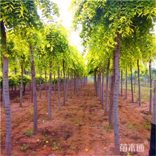 6公分金叶垂榆
