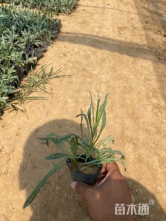 高度15厘米矢车菊