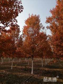 14公分美国红枫-十月光辉