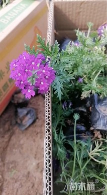 高度20厘米美女樱