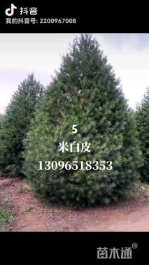 高度500厘米白皮松