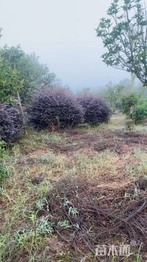 高度150厘米红花继木