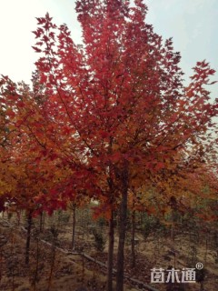 15公分美国红枫-秋火焰