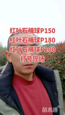 冠幅150厘米红叶石楠球