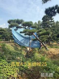斜杆造型黑松
