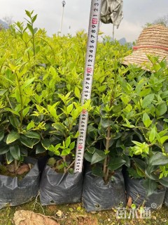 高度30厘米金森女贞