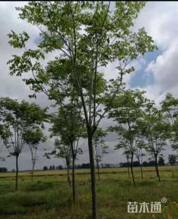 5公分栾树
